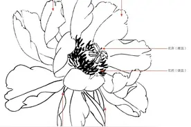 工笔画牡丹很难画？从结构到花瓣，分步骤教你画，适合0基础学习图片