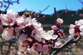 东北的早春，杏花最先开放了，圆润饱满、娇艳欲滴。图片