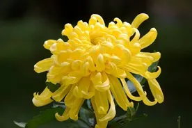 依型用药，长痔久安图片