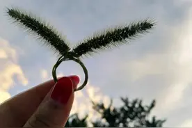 卑微又顽强的狗尾巴草原来也有高大上的一面图片
