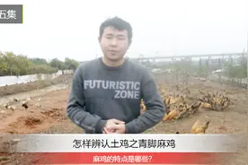 麻鸡是土鸡吗？麻鸡为什么叫麻鸡？让养鸡小伙告诉你吧视频封面