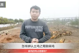 麻鸡是土鸡吗？麻鸡为什么叫麻鸡？让养鸡小伙告诉你吧视频封面