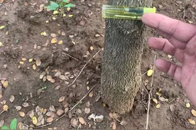 这么大小的黄杨树什么价格？图片
