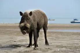 加里曼丹岛罕见的野猪，交配完就堵住雌性的通道，还喜欢吃海鲜图片
