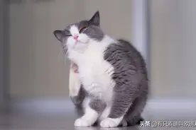 如果猫咪有这些行为，说明它很爱你图片