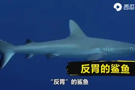 遇到危险把胃吐出来吓唬敌人？这种的鲨鱼给家族丢脸了！西瓜视频图片