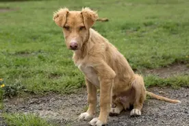 流浪狗入职阿里，成为园区巡逻犬，食堂管饭，真正的狗生巅峰图片