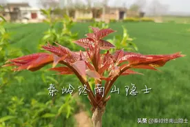 又到了吃香椿的季节，西安超市15元一斤，陕西很多农村免费采摘图片