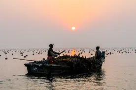海带，海洋里的“冬虫夏草”，荣成收获海带那些你不知道的事儿图片