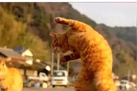 孙子出差把猫咪交给爱打太极的爷爷，2个月后孙子来取猫时笑了图片