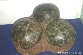 恐龙蛋化石的价值有多大图片