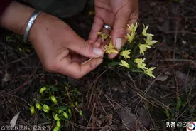 480元一克的“仙草”，山里村民用它烧菜吃，网友惊叹太奢侈图片