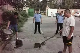 秦岭小猪獾掉进化粪池，趴在一根漂浮的小木棍上，看样子都吓傻了图片
