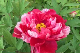 绿色牡丹，黑色牡丹，各种颜色的牡丹花，洛阳牡丹花图片