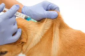 给狗狗注射疫苗过程中，必须知道的5件事情图片