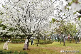 江西南昌：赣江畔樱花绽放春意浓图片