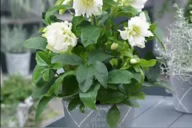 冬天就养这4种花，花开不断，好看又不怕冷图片