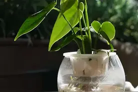 湘西女顺英图片