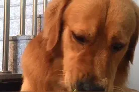 金毛厨房偷来花菜，趁主人不备一口咬下，被发现后竟是这神情图片
