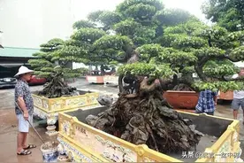 越南夫妻14年前花近300万买两棵树，现有人出价上千万都不卖图片