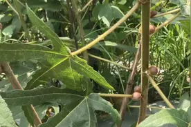 创业教育：大叔承包52亩荒山种稀有植物被村人笑，没想到年入78万图片