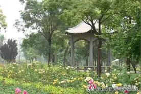漳泽湖国家湿地公园 网红打卡好去处图片