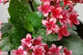 家庭养长寿花，放错“位置”，花剑窜老高，开花松散无美感图片
