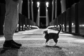 5种居家常见却对猫有害的物品！别让无知害死猫图片