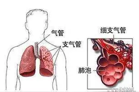 痰是什么？痰在什么位置？不同疾病引起的咳痰各有什么特点图片
