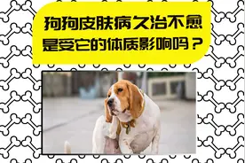 【医知宠】狗狗皮肤病久治不愈？除了抵抗力弱，还是主人拖出来的视频封面