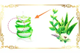 新鲜芦荟不能直接擦脸？视频给你详细分析视频封面