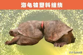塑料的危害：塑料可给地球带来的10大可怕的危害图片