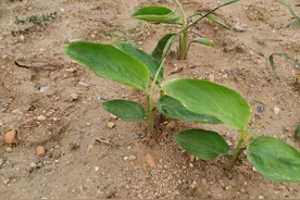 好吃又美味的竹薯怎么种植才能高产？今天教你详细的种植技术方案图片