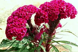 入秋后，院子里的花草都该换了，用这3种花打造出小花园图片