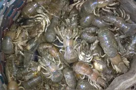 大潮夏家河子海滨公园赶海图片