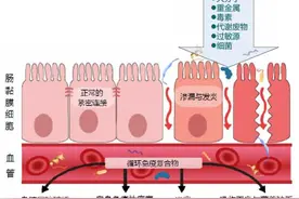 你的肠道“漏”了吗，5R调理方案图片
