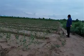 合阳：新品种樱桃育苗基地落地合阳图片