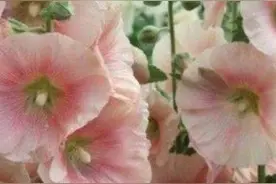 七言绝句《好梦成真》图片
