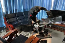 二哈不满足拆家，对公安亭下手，它还是只有编制的“警犬”图片