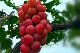 妮娜皇后。图片