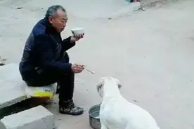 看见爷爷在吃饭，拉布拉多叼了个锅去讨食，爷爷：你是认真的吗图片
