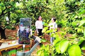 杏园里边尝边直播杏之大，一口吃不下图片