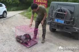 一群狐狸“组团”进村，没人招呼自己进屋…图片