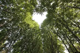 古诗词里的“梧桐”竟被我“误解”了三十多年图片