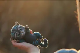 超萌超精细手工玩具 能治愈心灵的小猫咪图片