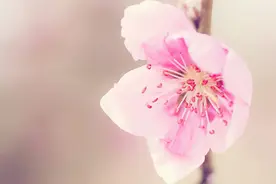 过了五十以后，男人娶你多半有目的，跟爱情没有关系图片