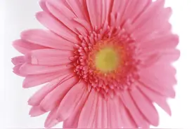 如何在室内室外种植漂亮的非洲菊？这里有点小建议图片