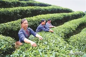 【千名记者一线行】助力脱贫，侗乡有妙招！图片