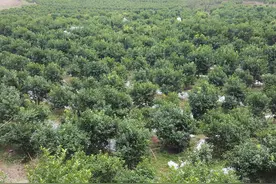 柑橘树势弱，采摘后为什么不宜喷磷酸二氢钾？图片