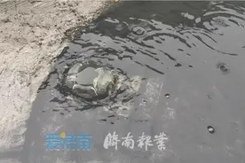 直奔现场丨天桥一小区污水淌了半年 居民踩着砖头走图片